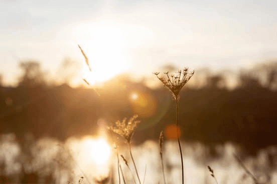captured with cannon digital camera , AI enhanced, natural scenery flowers in forefront, sunset in background